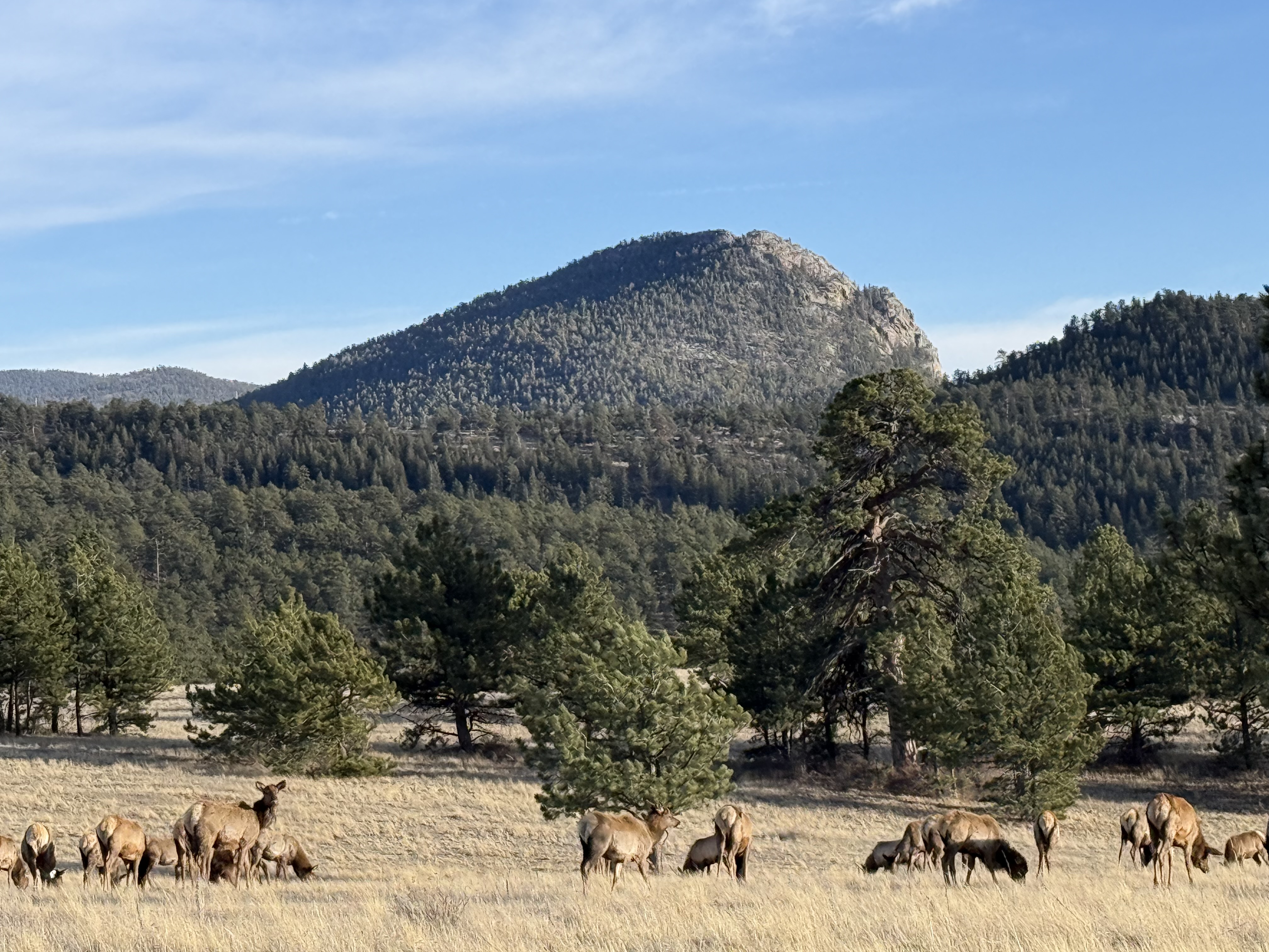 A herd of elk grazing in a field outside Estes Park