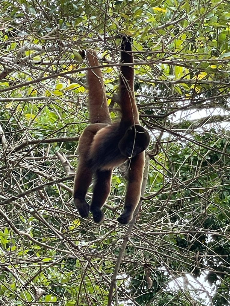 A woolly monkey hanging in the trees along the Amazon River