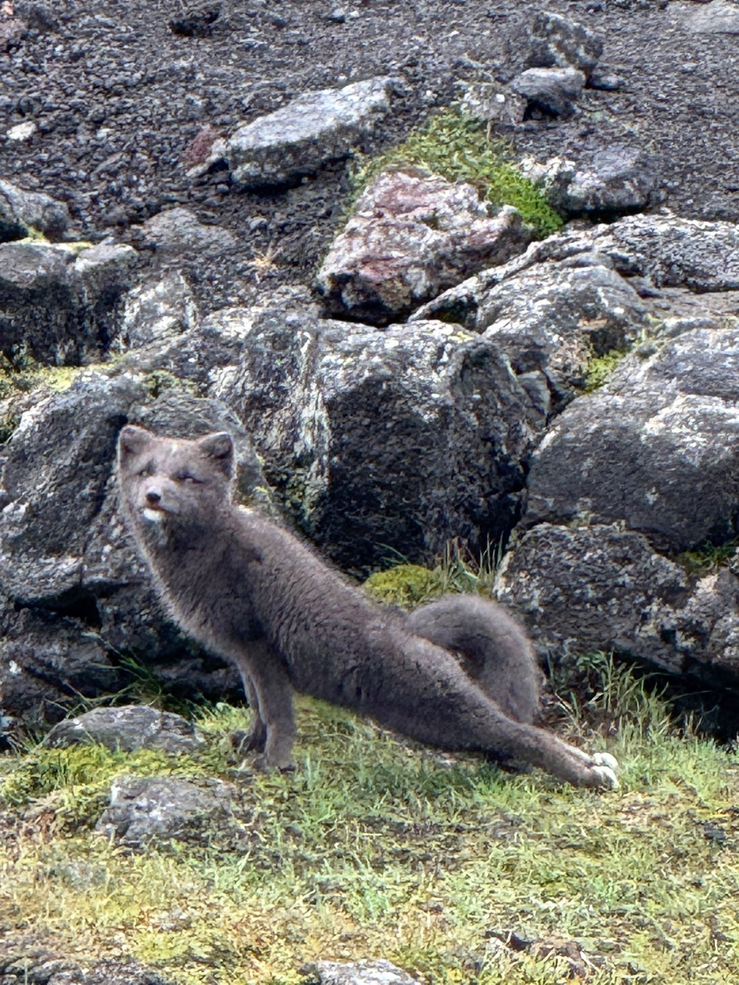 A fluffy grey arctic fox outside the volcano base camp