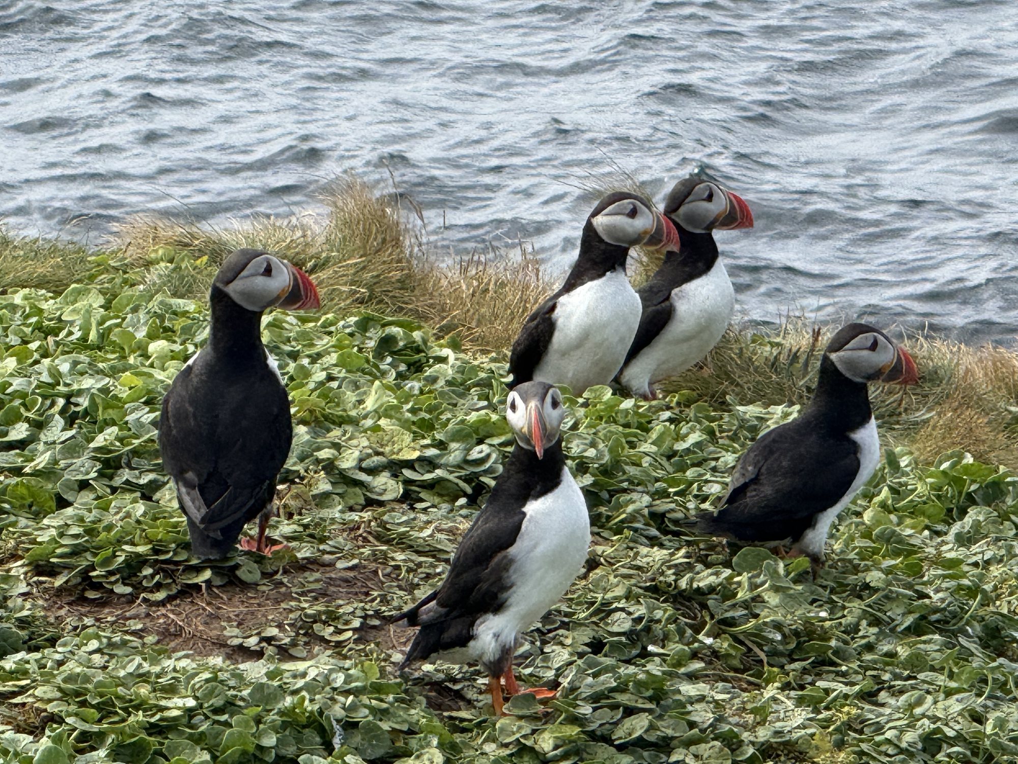 A puffin on Grímsey Island, within the Arctic Circle