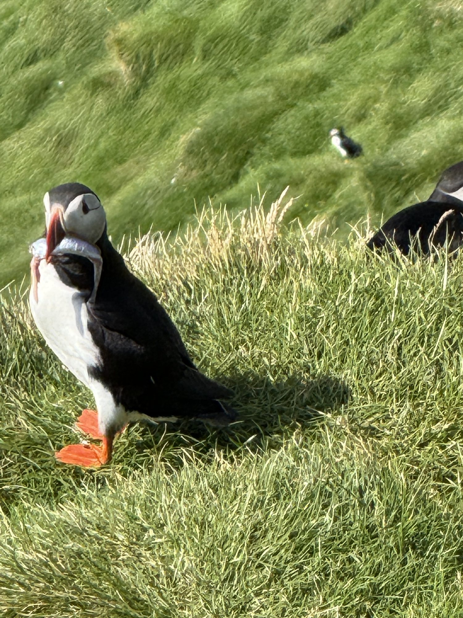 A puffin with a catch of fish in its beak