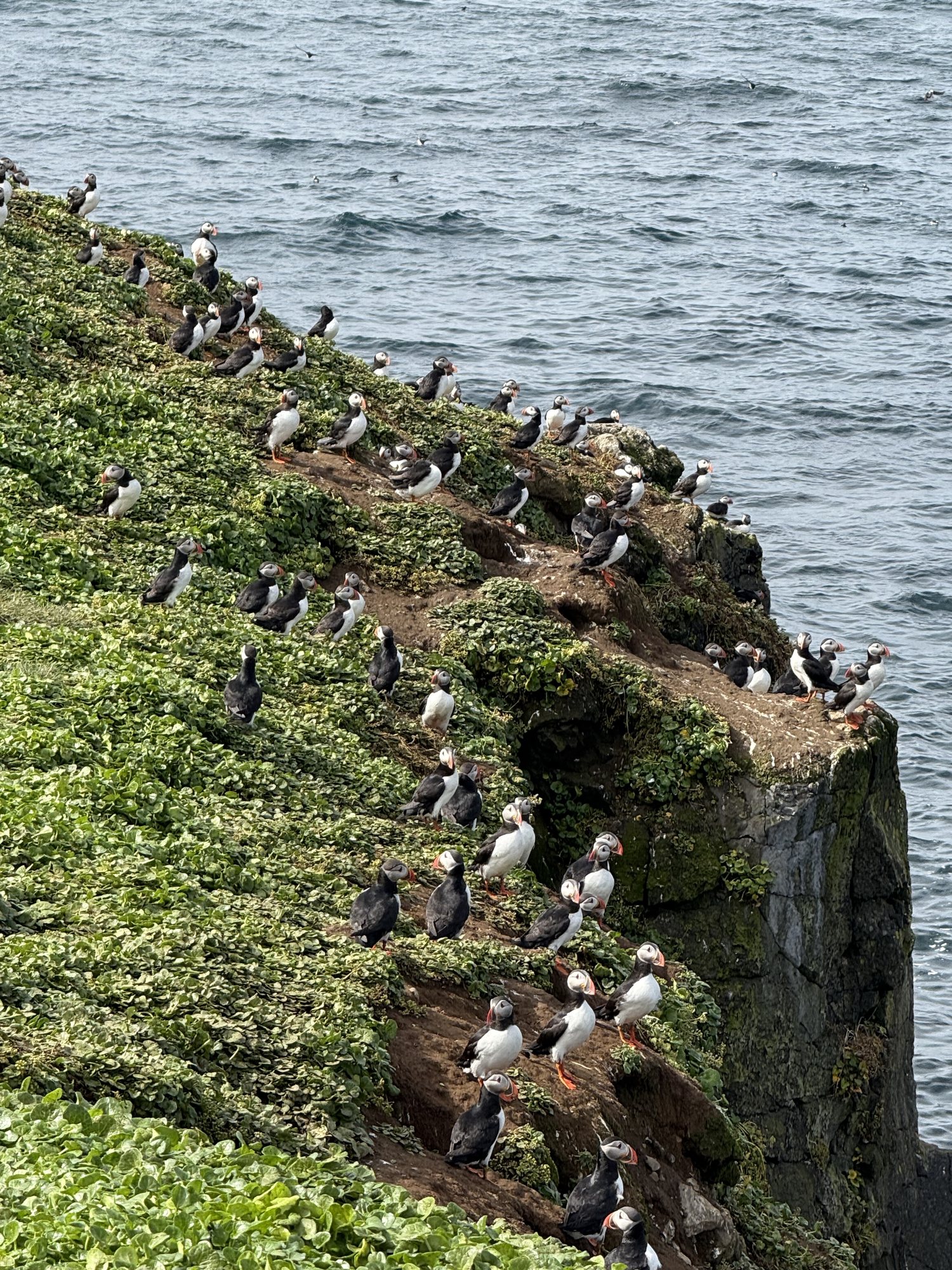 Puffins on the cliffs of Stórhöfði peninsula, Heimaey