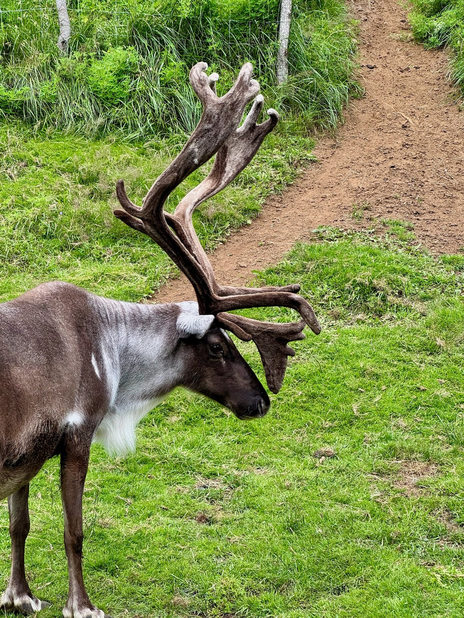 Feeding reindeer at Reindeer Park near Egilsstaðir