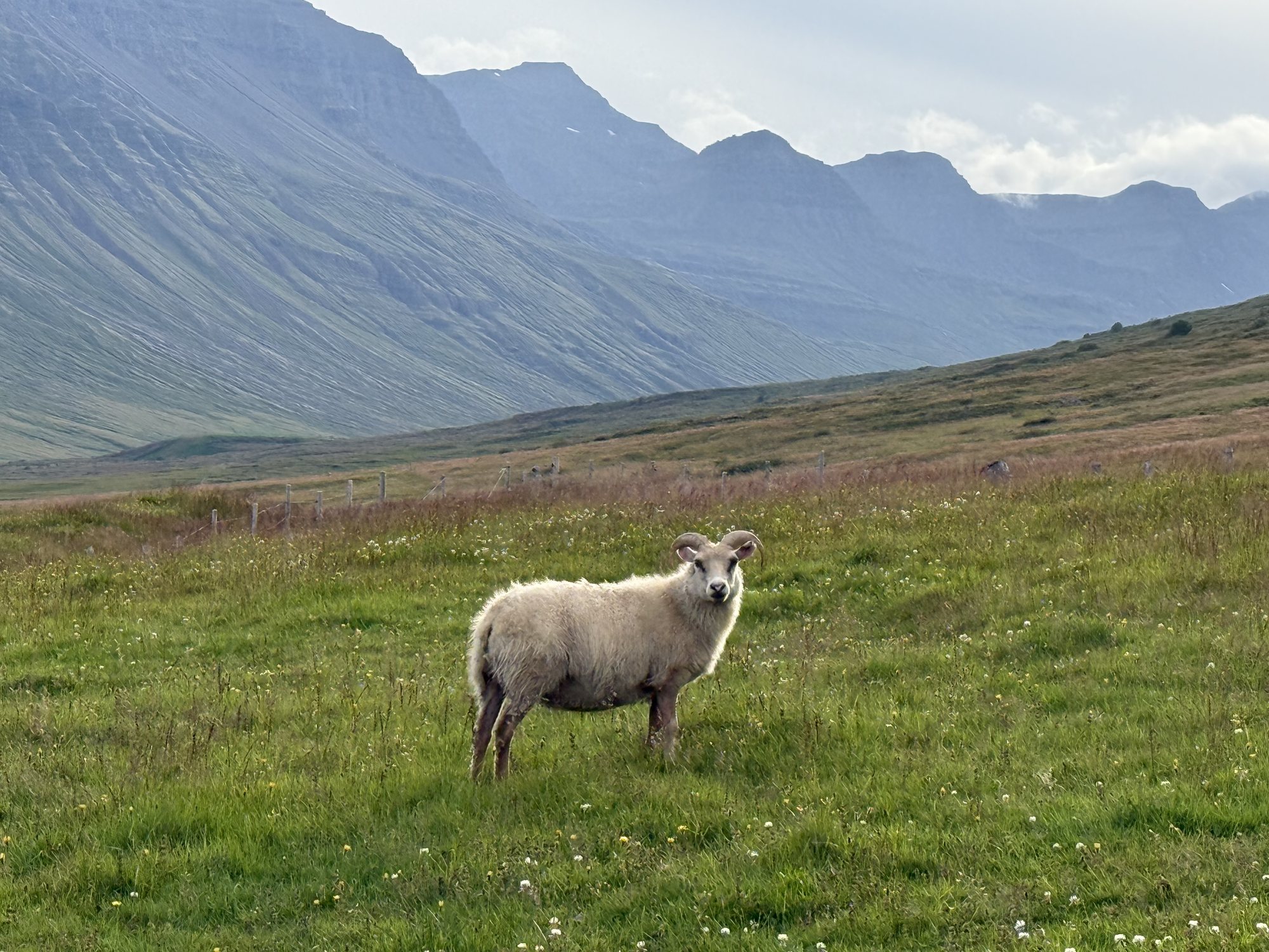 Feeding sheep at Skorrahestar horse farm