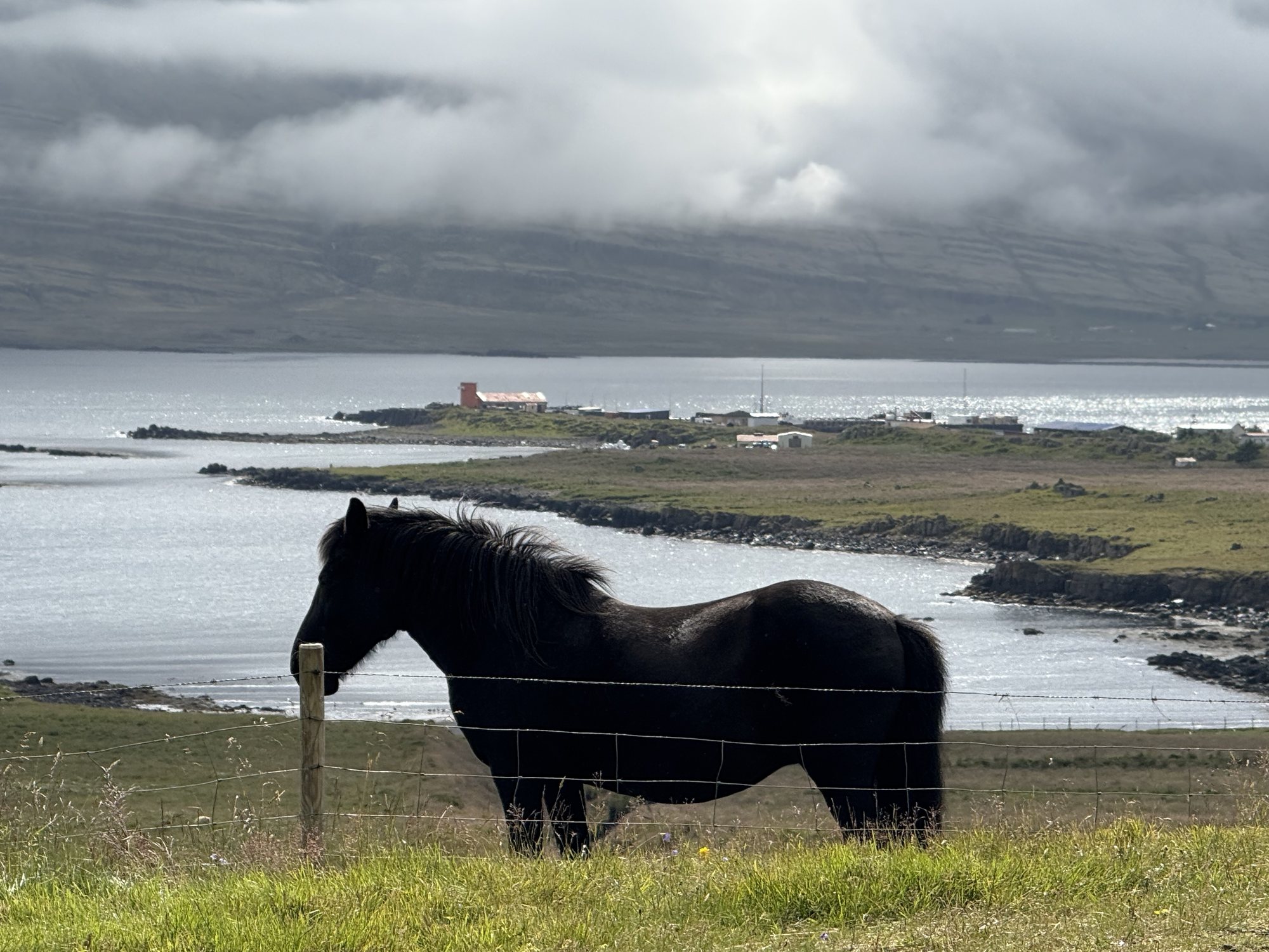 Wild horses grazing on the drive to Höfn