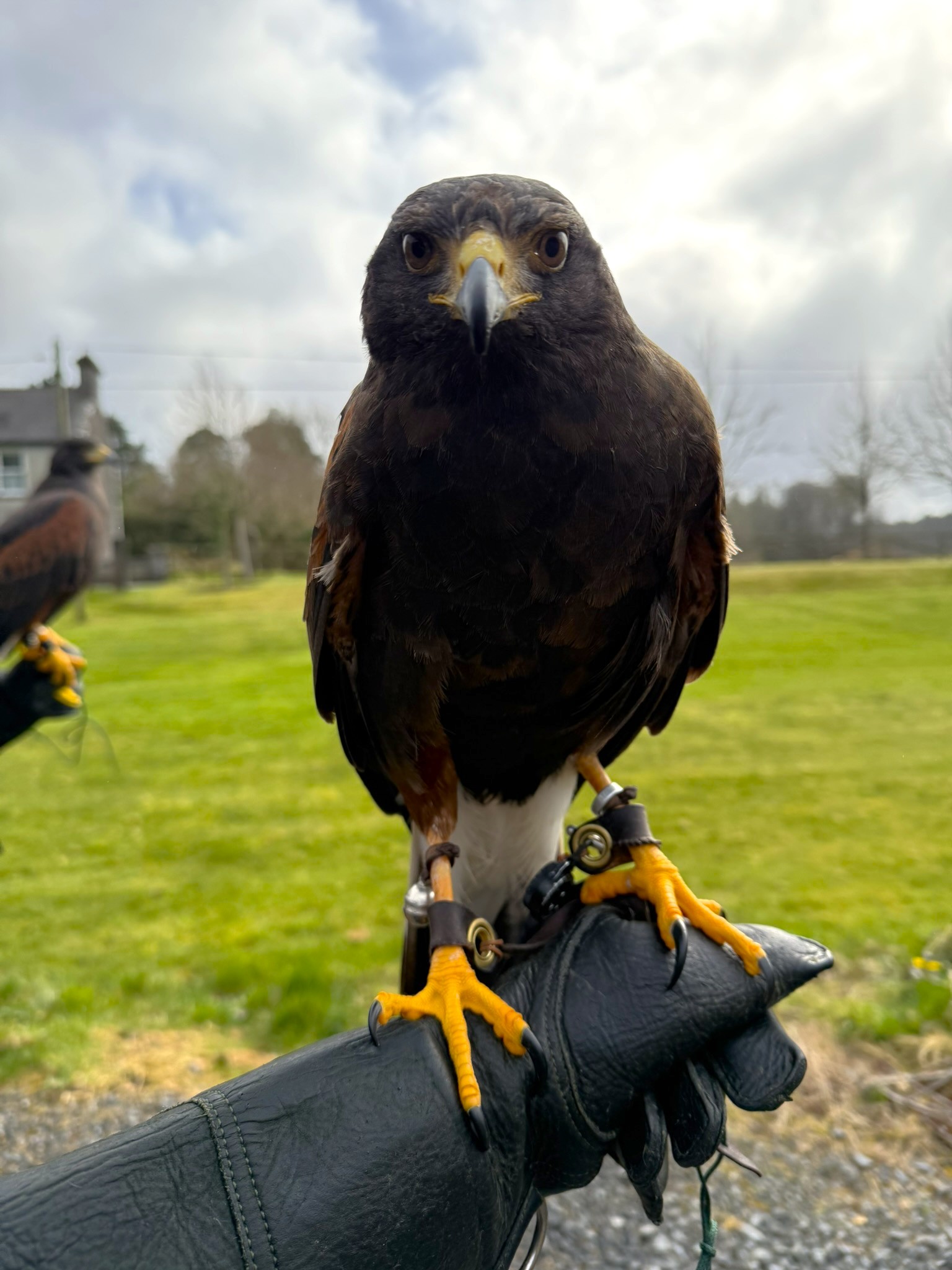 Falconry lesson at Ashford Castle — a hawk returning to the glove