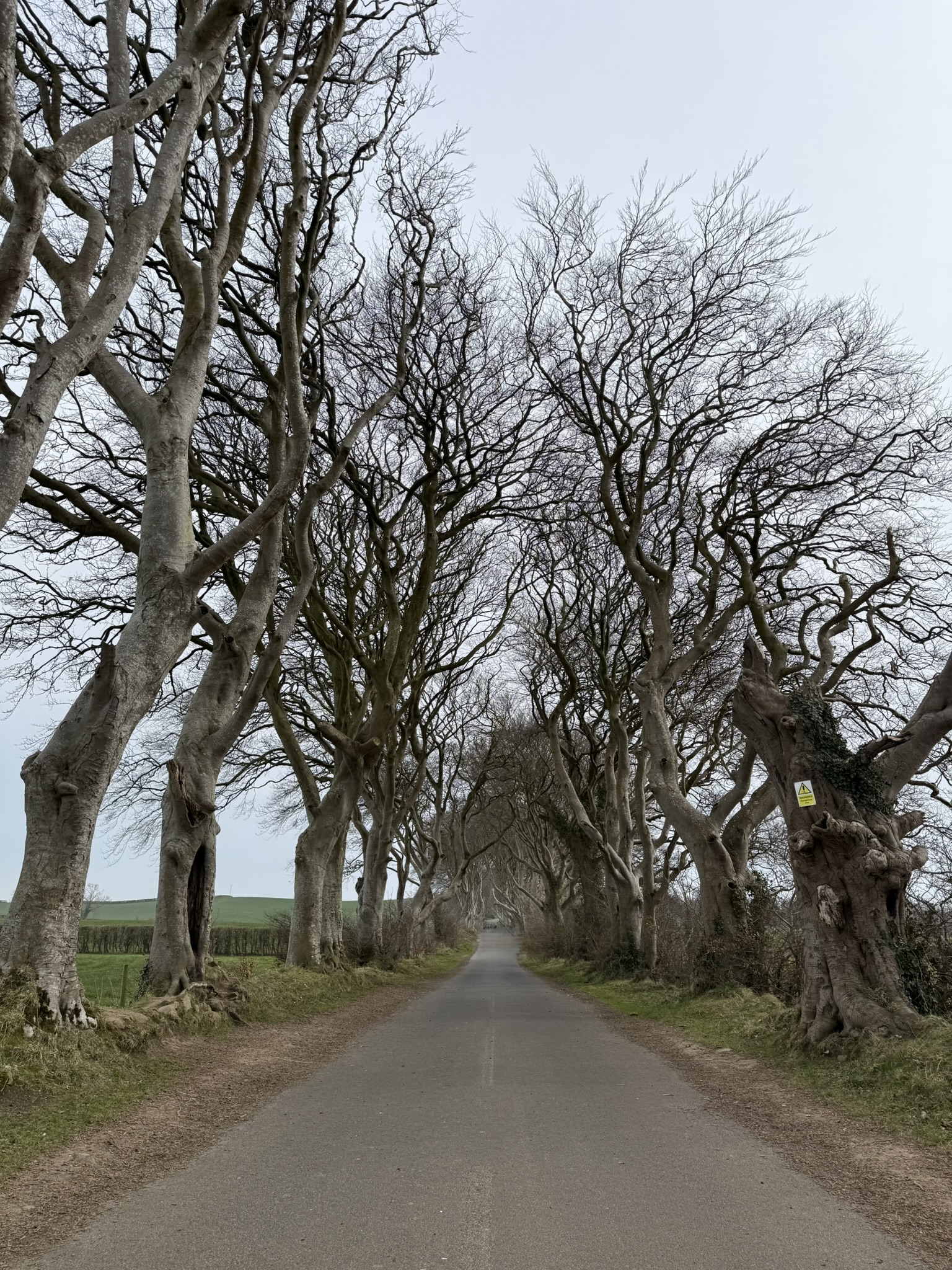 The Dark Hedges — ancient beech trees lining a road in County Antrim