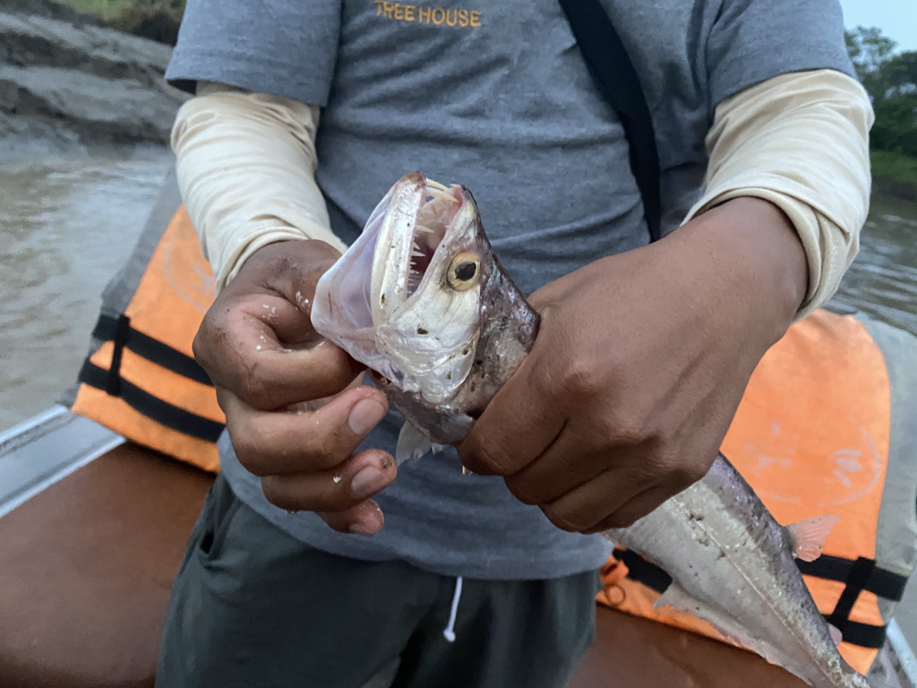 Our guide holding the vampire fish that jumped into our boat on the Amazon River