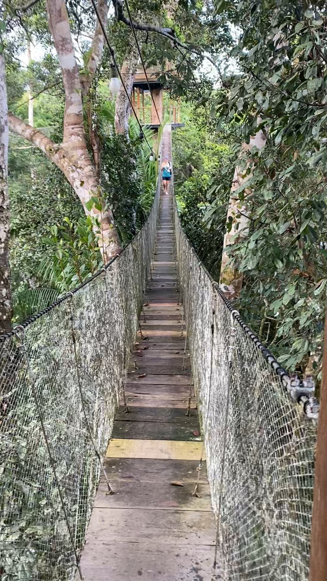A hanging bridge connecting the treehouses at the Treehouse Lodge, Amazon jungle