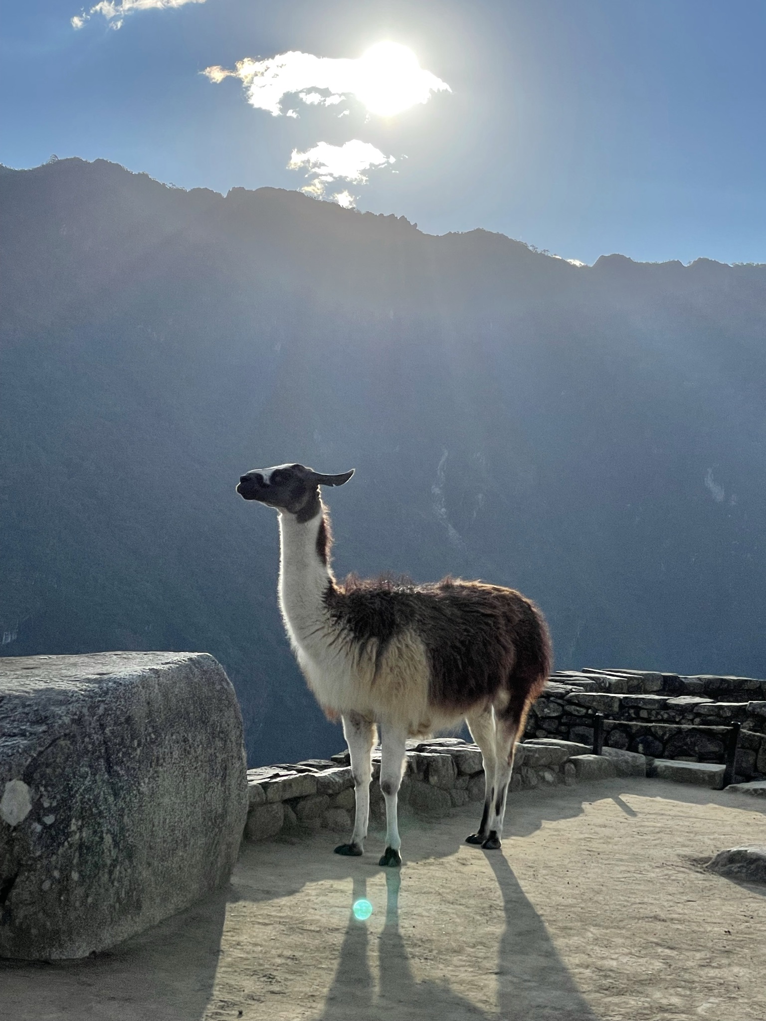 A llama standing at Machu Picchu with the Andes behind